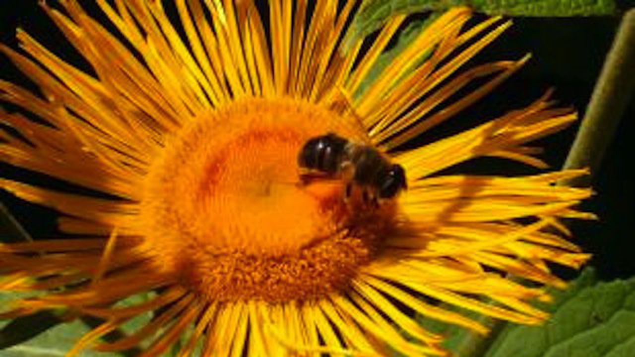 Проучват биоразнообразието в България