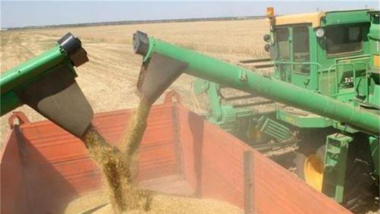 НАП - Варна погна търговци на зърно