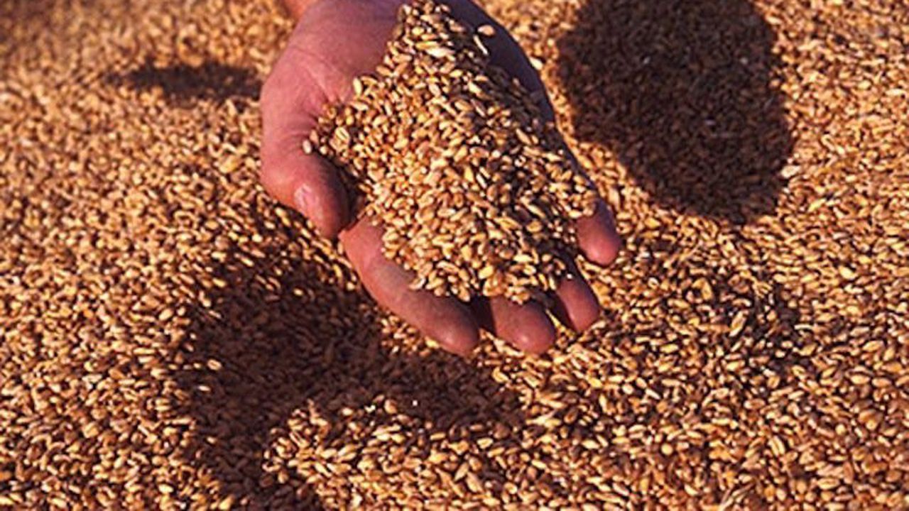 Заловиха търговци на зърно, извършвали данъчни измами