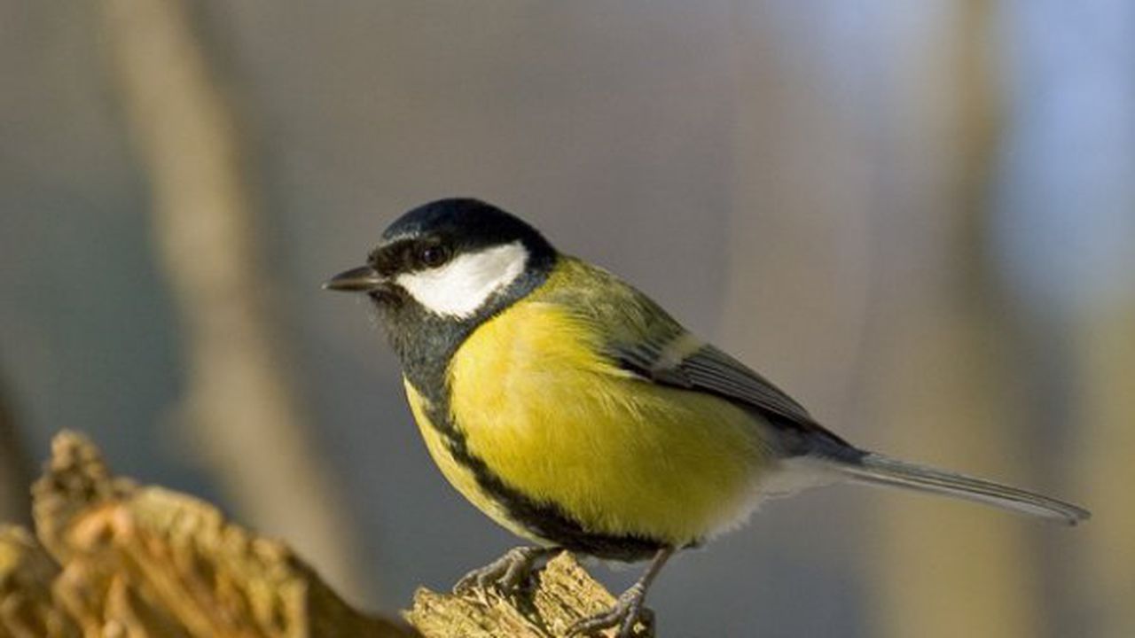 Големият синигер е символът на София