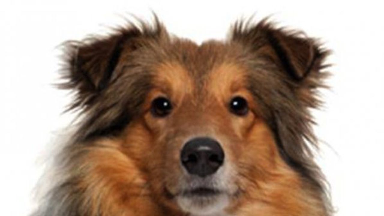 Столичани осиновили 1000 кучета