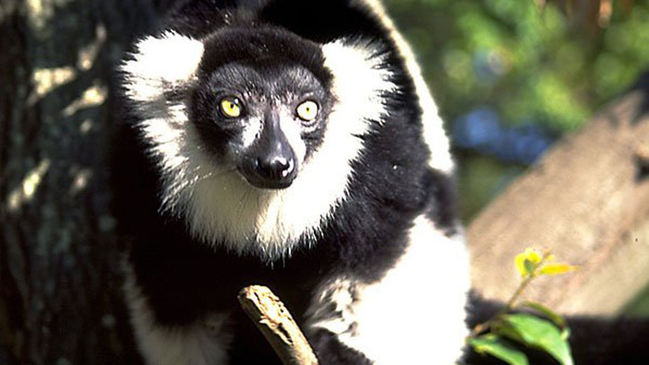Лемурите - най-застрашеният вид на планетата