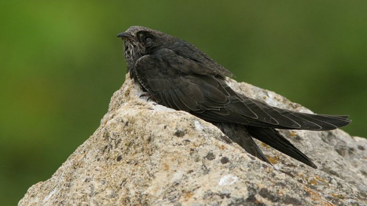 Коя е птицата - символ на София?