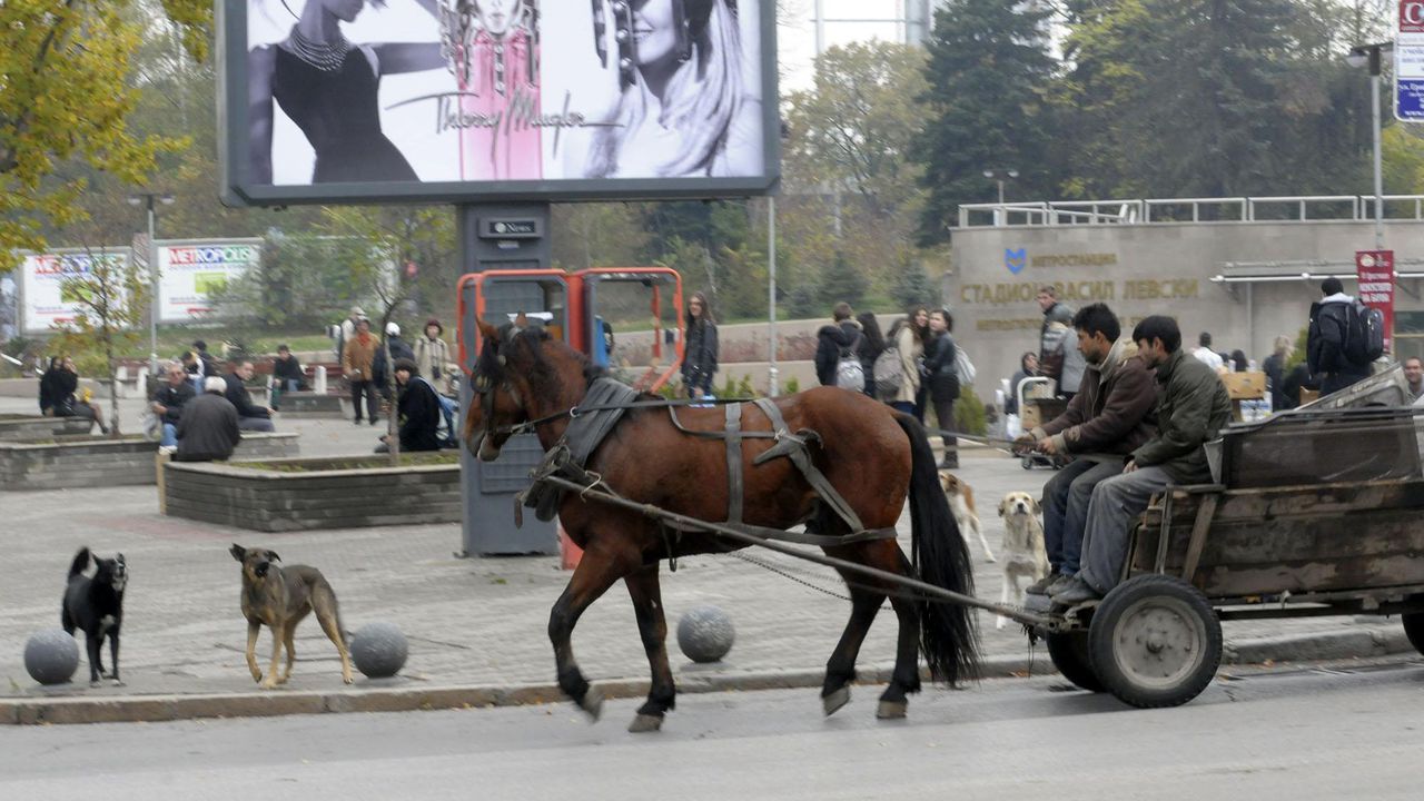 Прибират още 1000 бездомни кучета в приюти