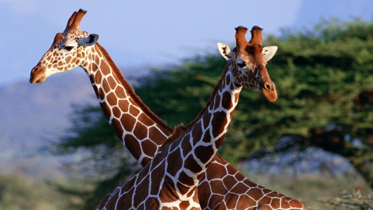 Ловци плащат хиляди долари, за да стрелят по жирафи