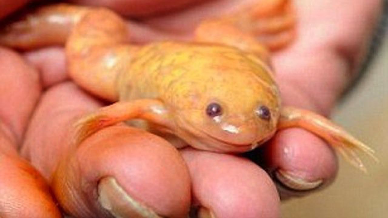 Необикновени същества озадачиха учените (снимки)