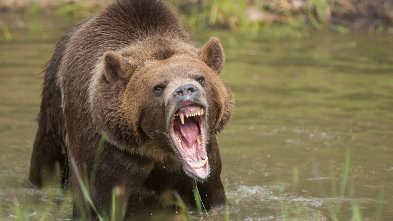 Словенец прогони нападаща го мечка, имитирайки мечи рев