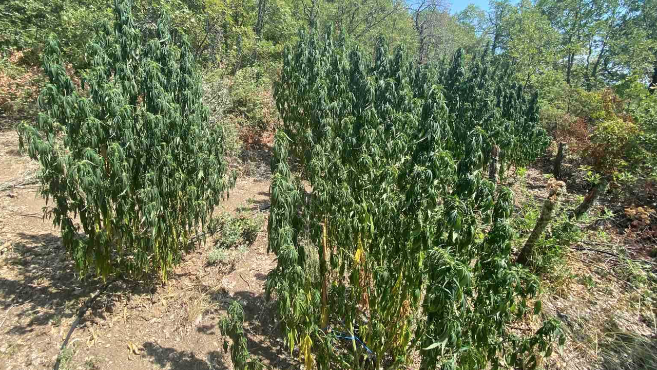 Близо един тон канабис е открит и унищожен в Благоевградско