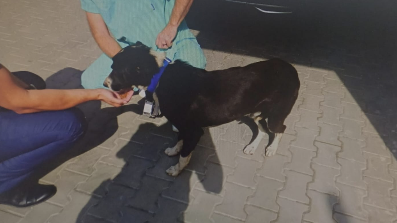 Измъчваното кученце от Лесидрен - МВР