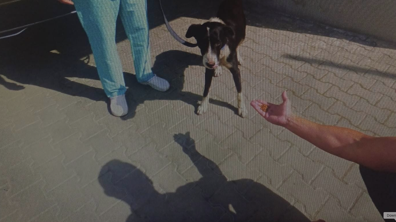 Измъчваното кученце от Лесидрен - МВР