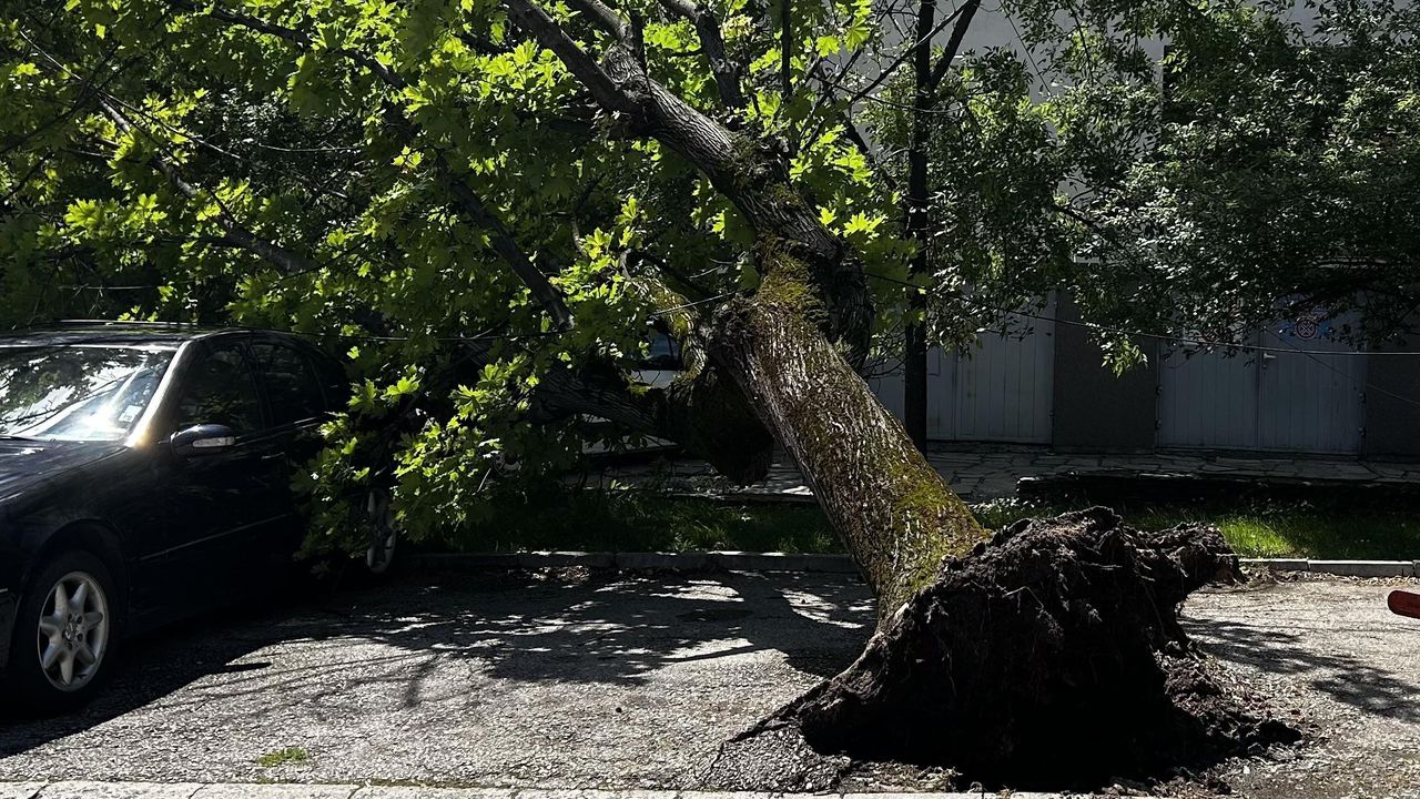Четири сигнала за паднали дървета заради силния вятър в София