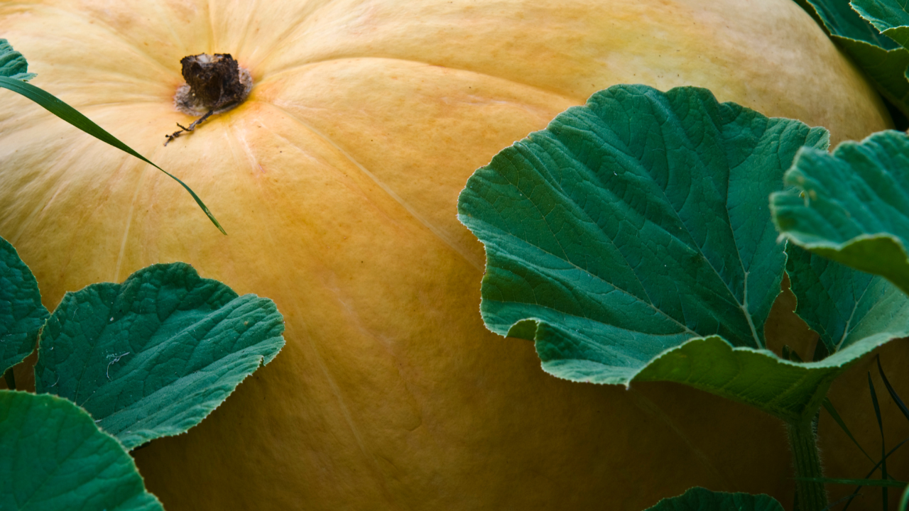 Има малки и по-големи с различни форми, но най-впечатляващи, по