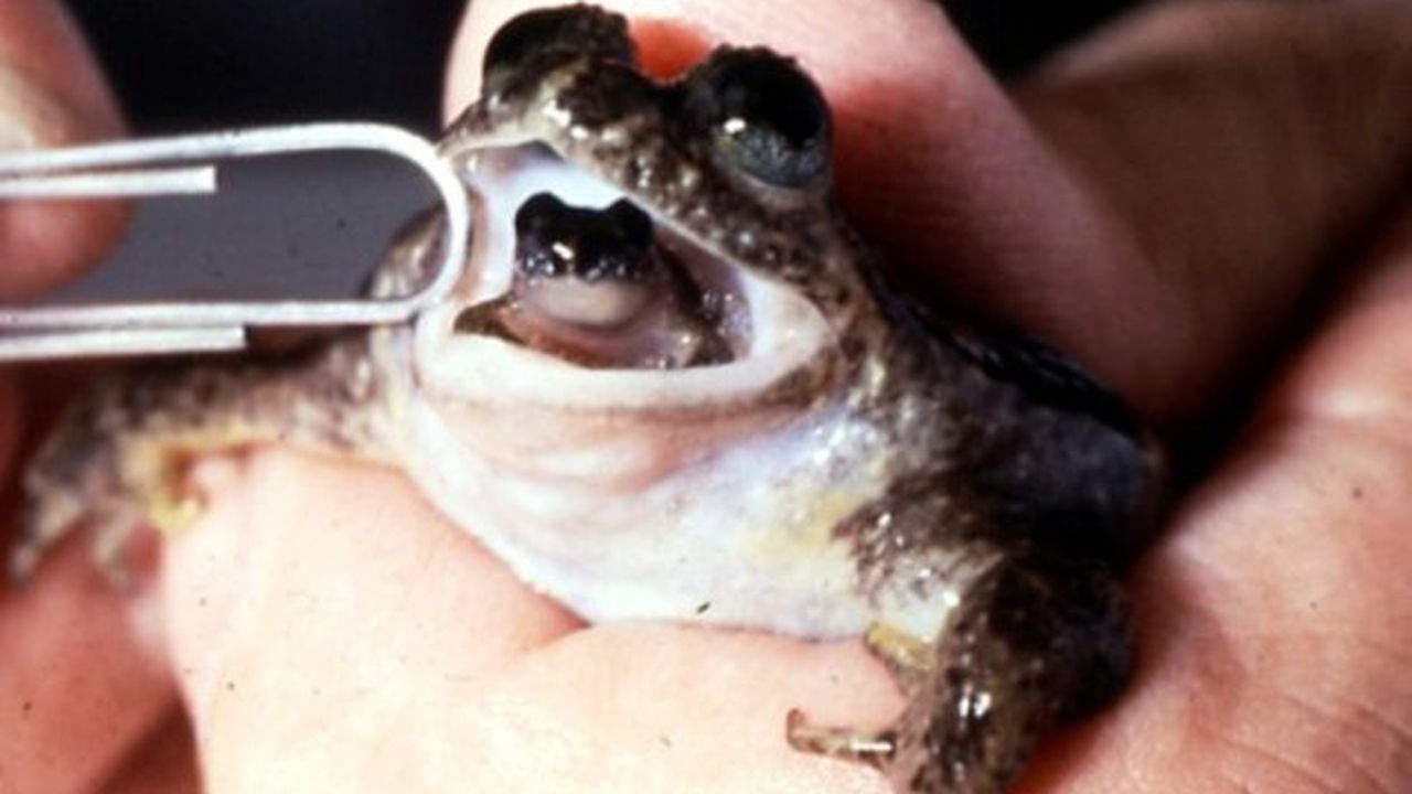 Възкресиха изчезнал вид жаба, която ражда през устата