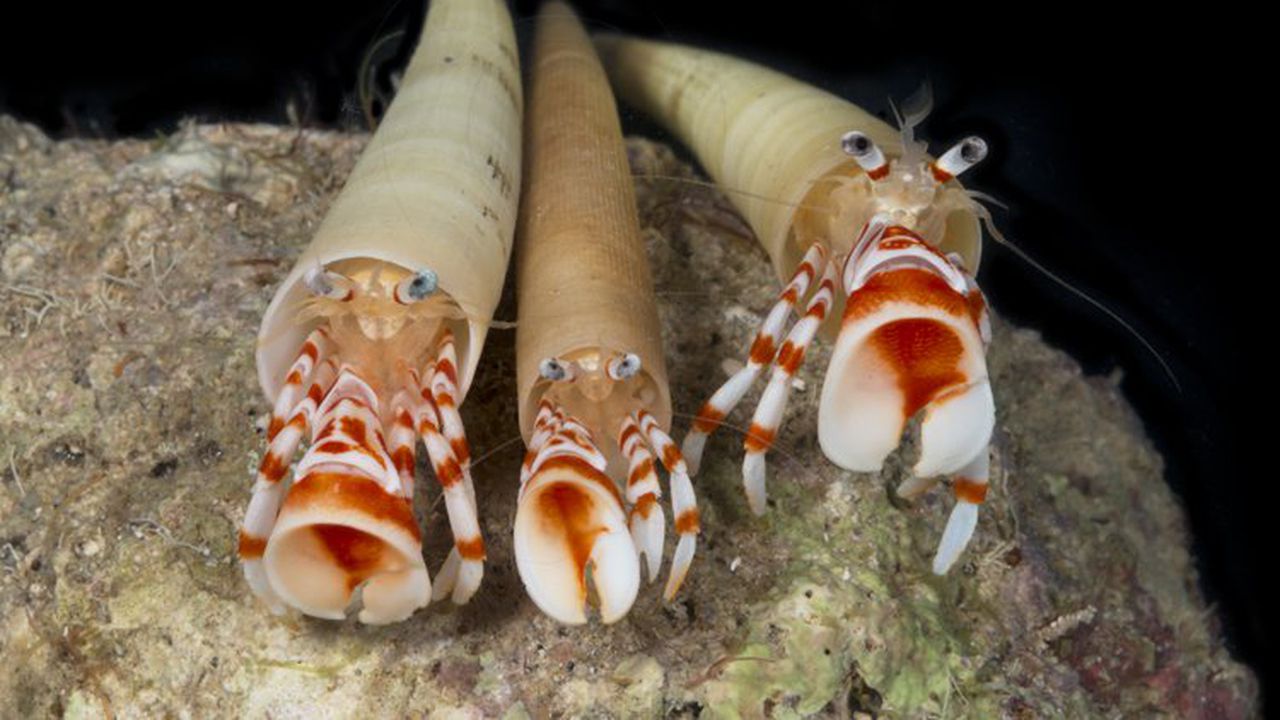 Откриха смятан за изчезнал вид рак