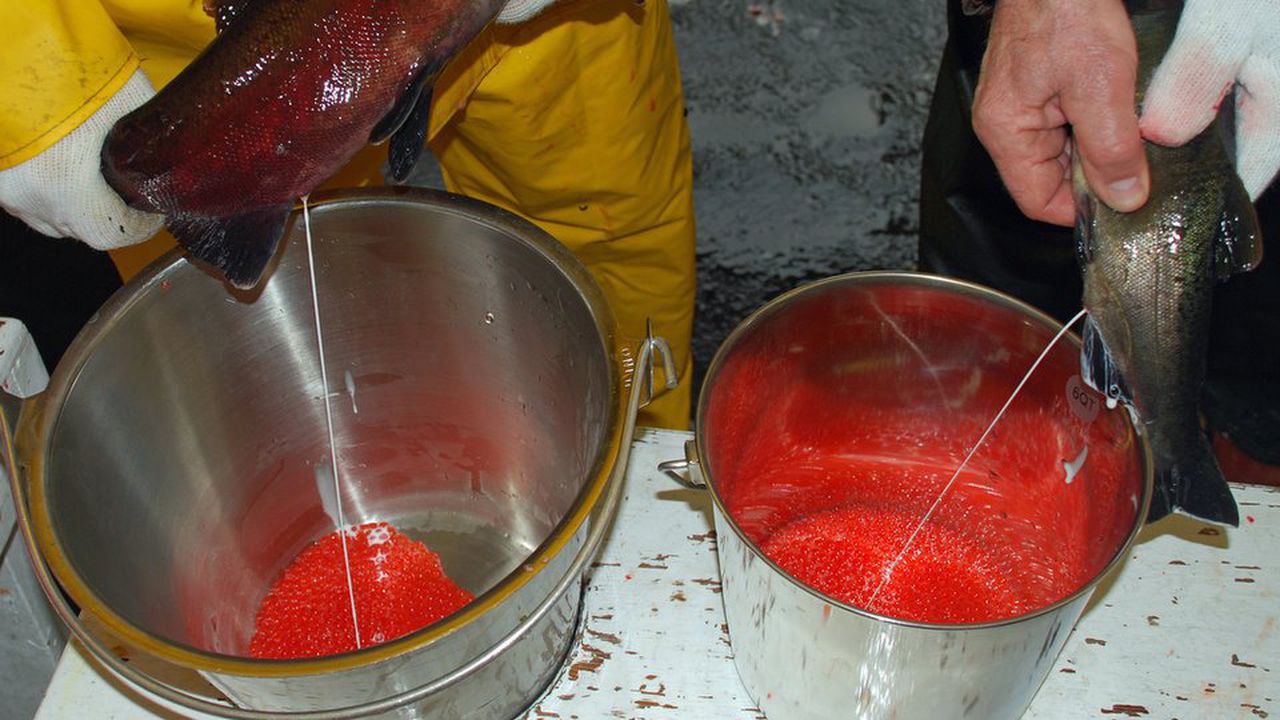 Сперма от сьомга рециклира батерии