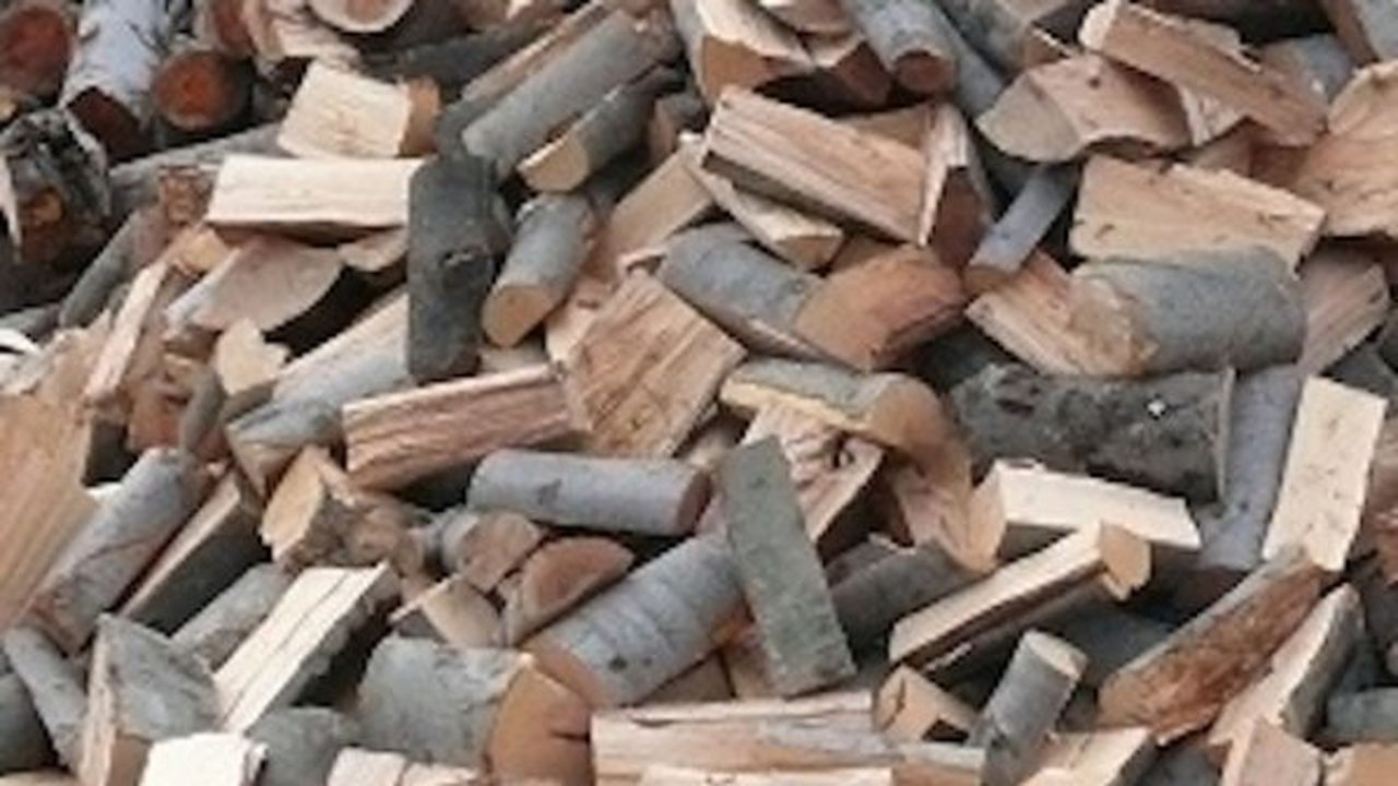 Цигани изсичат дърветата в резерват