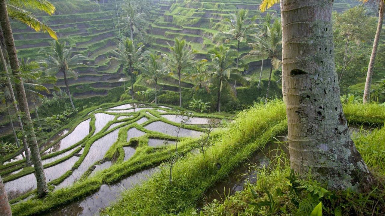 Висящите градини на Вавилон са били в Ниневия