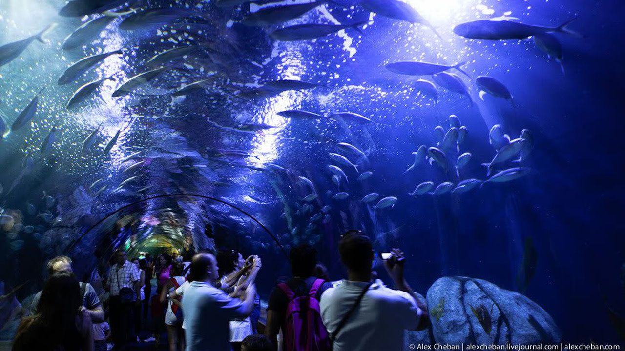 Океанариумът в Бургас ще има 42 аквариума и един делфинариум