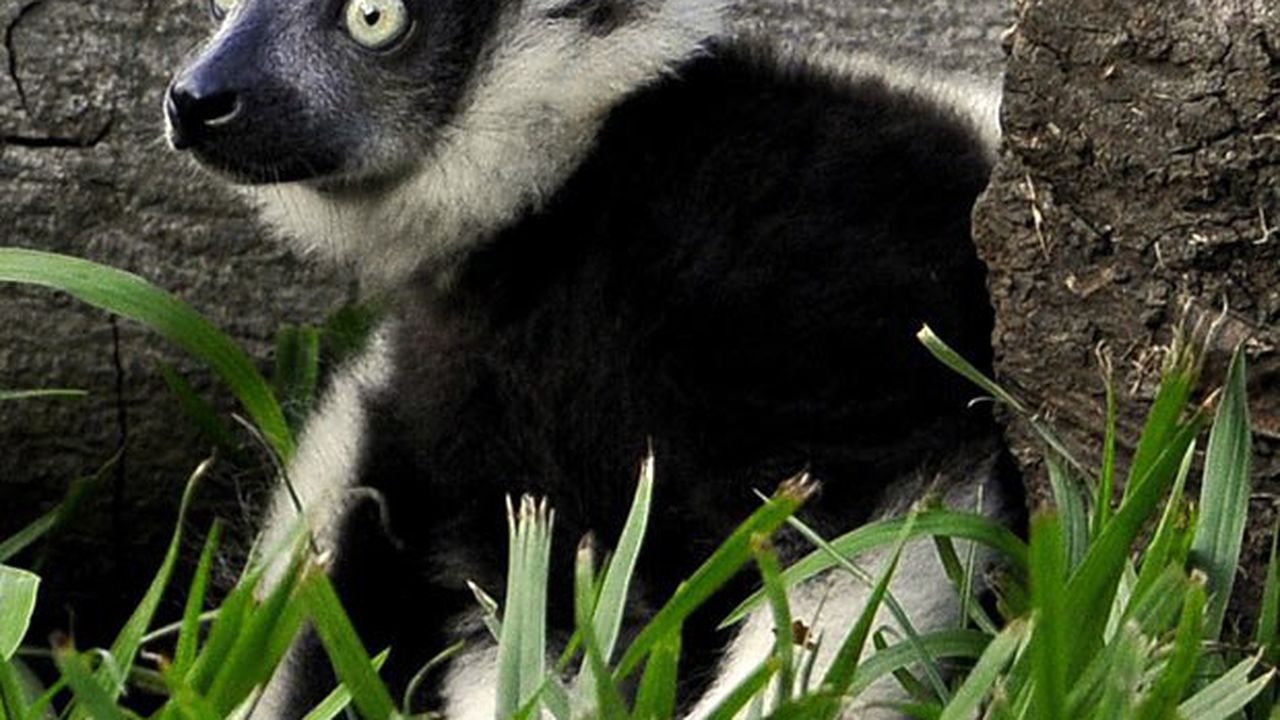 Създадоха карта на най-редките бозайници и земноводни в света