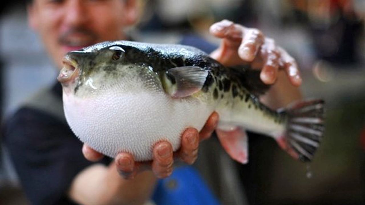 Отровна риба в Черно море