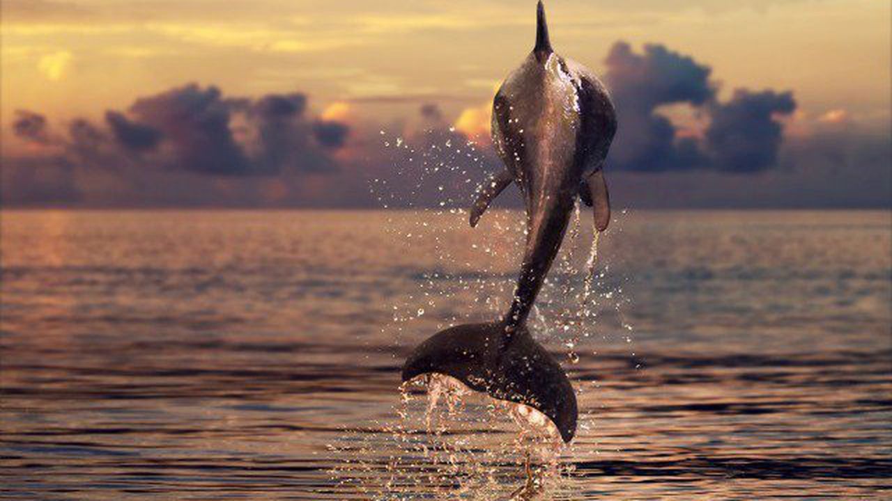 Рибари искат законно да убиват делфини