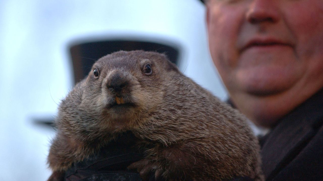 Мармот ухапа кмет