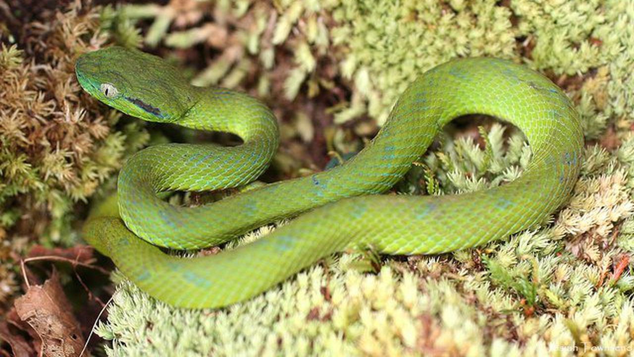 Учени откриха нов вид змия