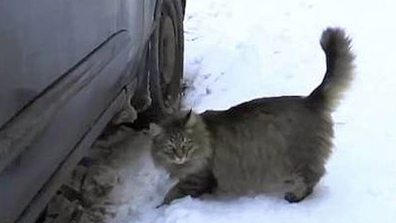 Котка спаси живота на изоставено бебе