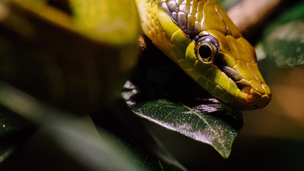 Лятото е тук – и змиите също! С покачването на