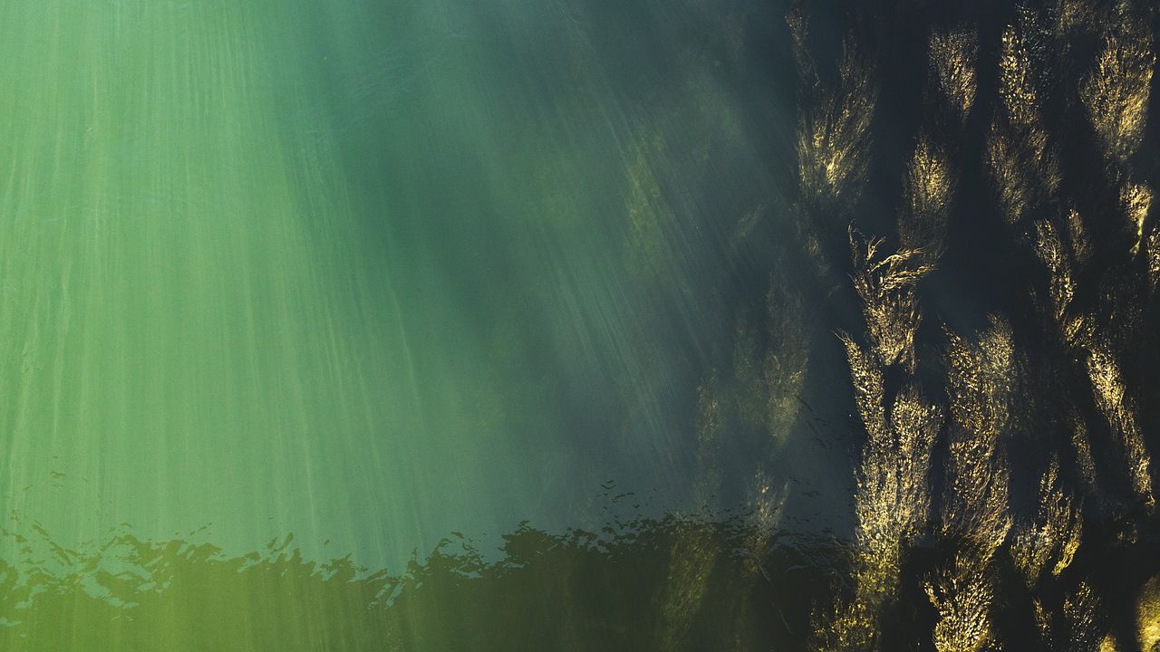 Цъфтеж на токсични водорасли е засегнал 4500 кв. мeтра от