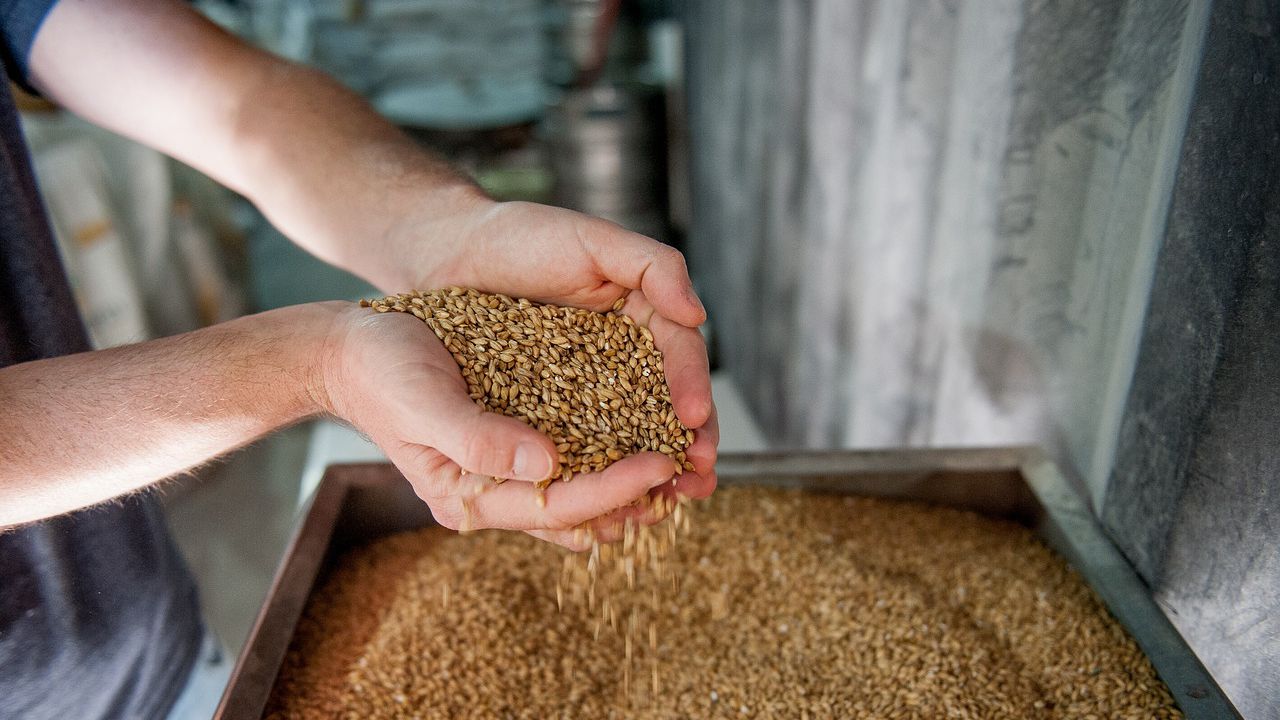 По-високи средни добиви на пшеница и ечемик спрямо миналогодишните отчитат