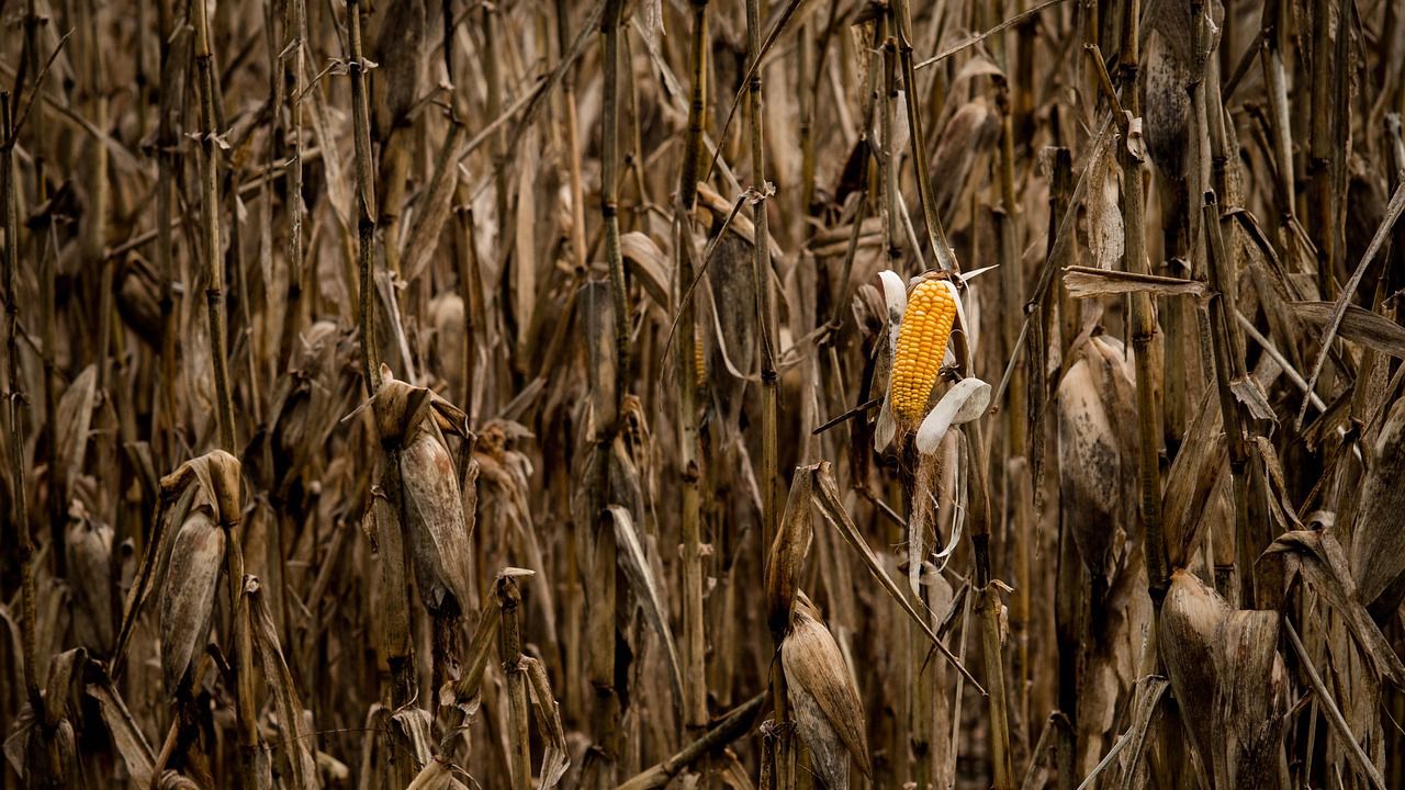 Сушата удари и по реколтата от царевица