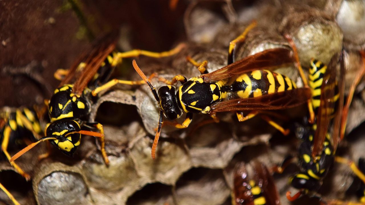 2-годишно дете почина след множество ужилвания от оси