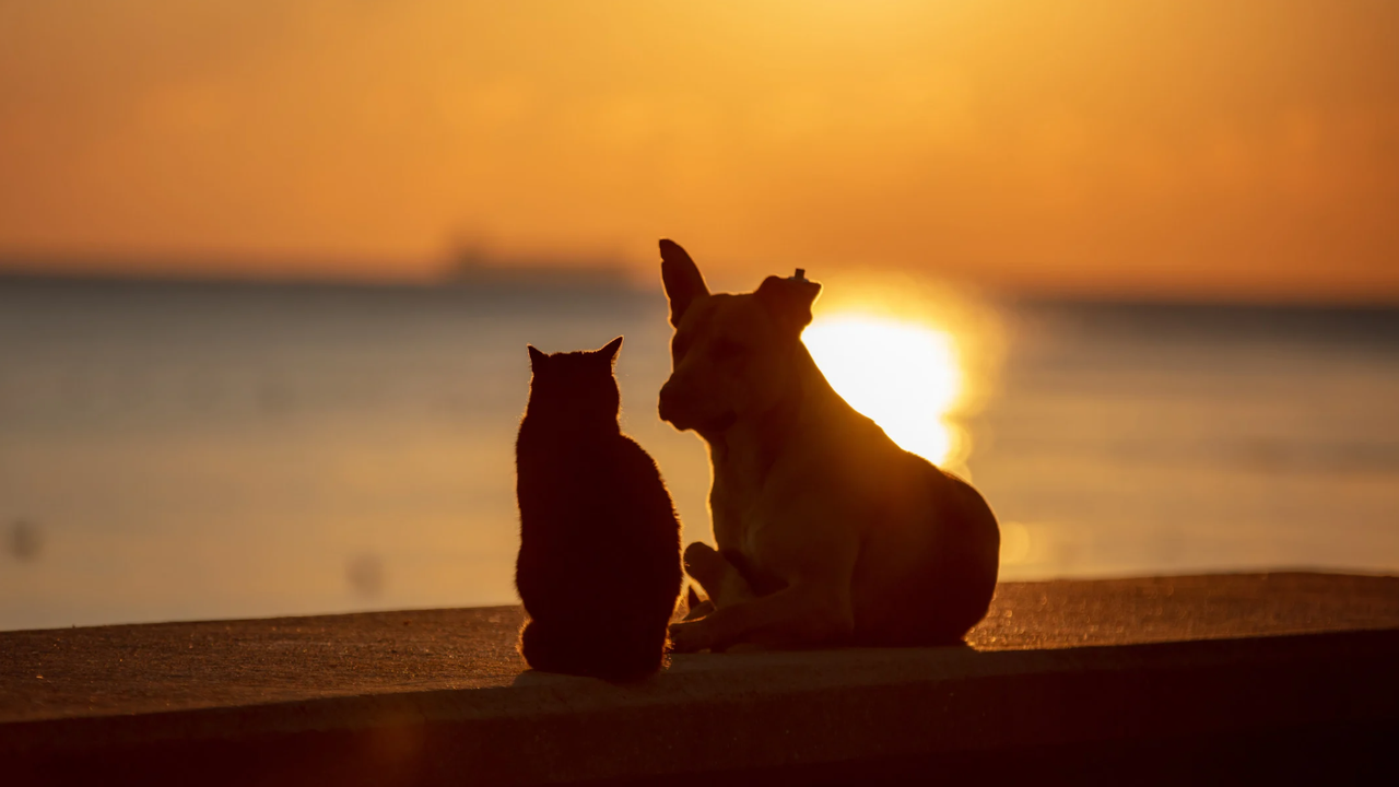 Прогноза за времето