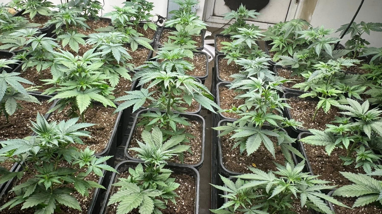 Полицията във Варна е разкрила две наркооранжерии на различни локации,