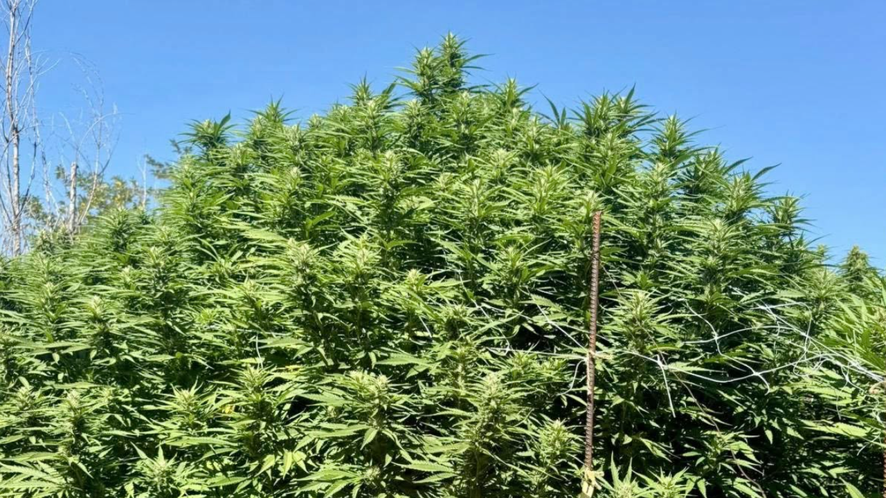 ГДБОП откри гора от канабис в Плевен