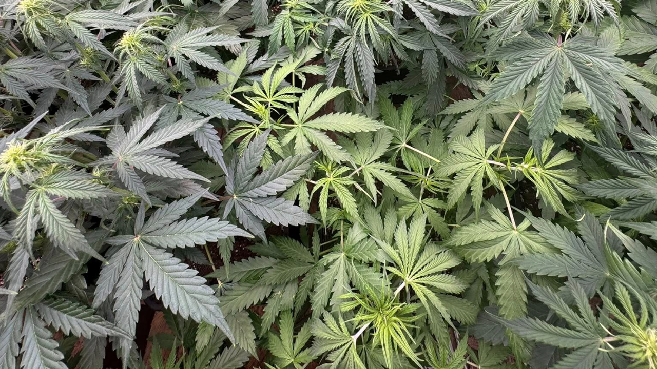 На същия ден при извършена полицейска проверка на 18-годишен младеж