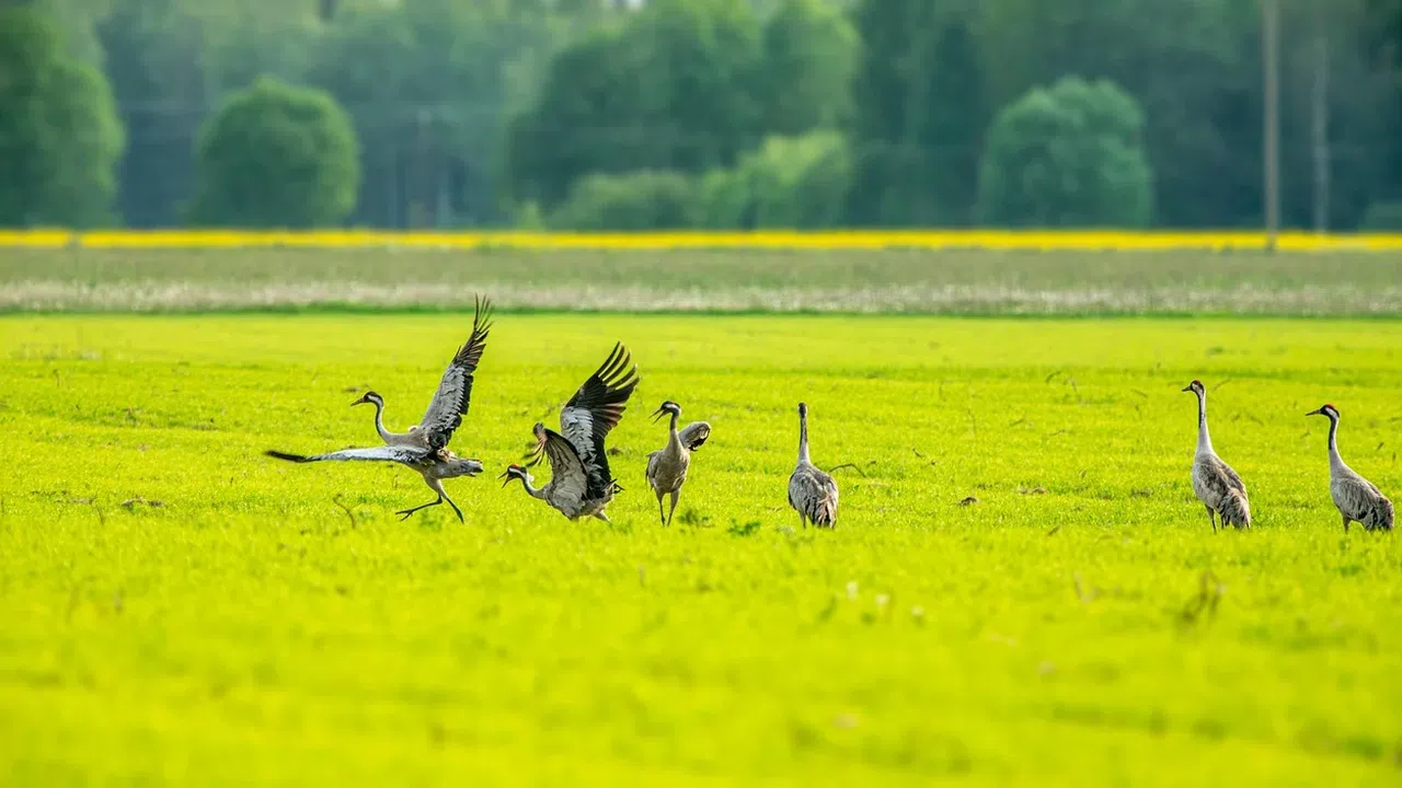 Шнеевайс предполага че загиналите от болестта птици може да надхвърлят