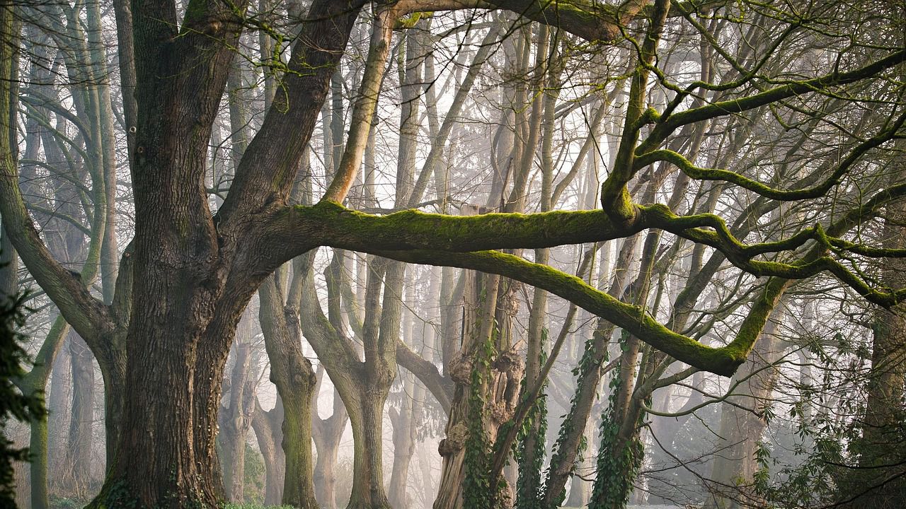 Днес в равнините и низините ще остане мъгливо или с ниска слоеста
