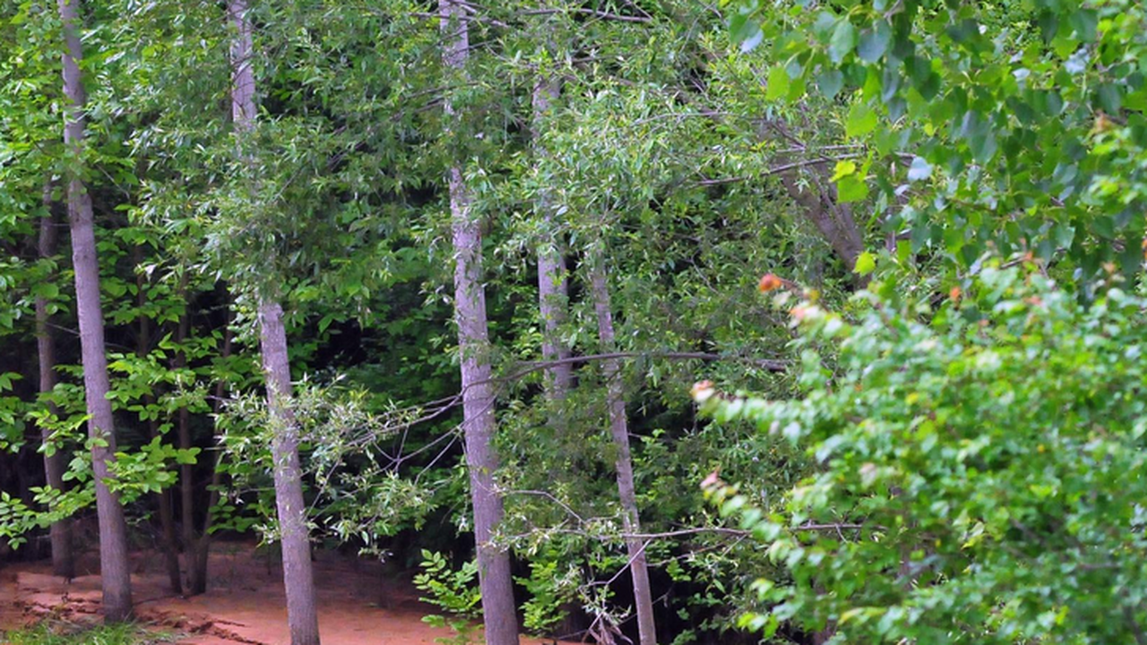 Намериха дете, изгубило се снощи в гора в Силистренско