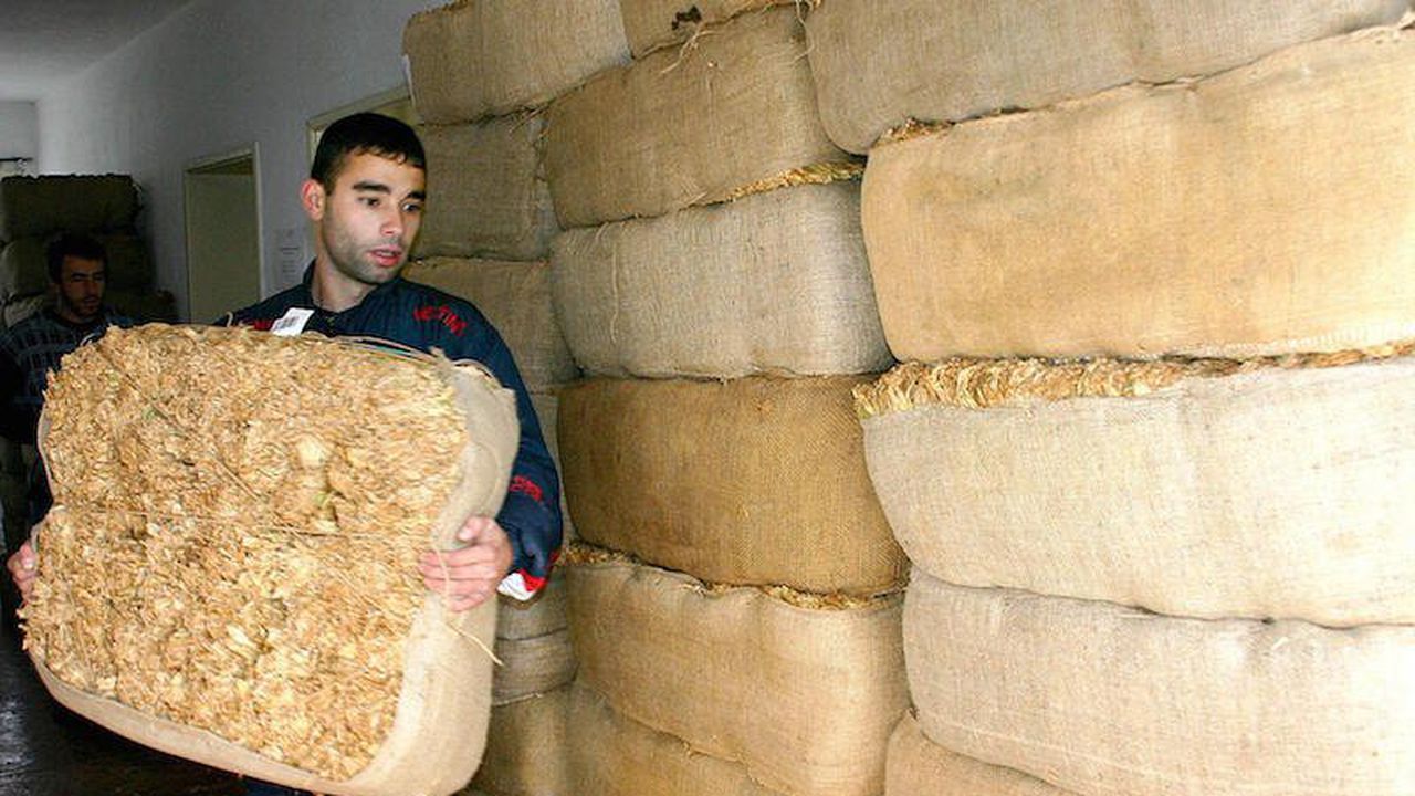Започна изкупната кампания на тютюна