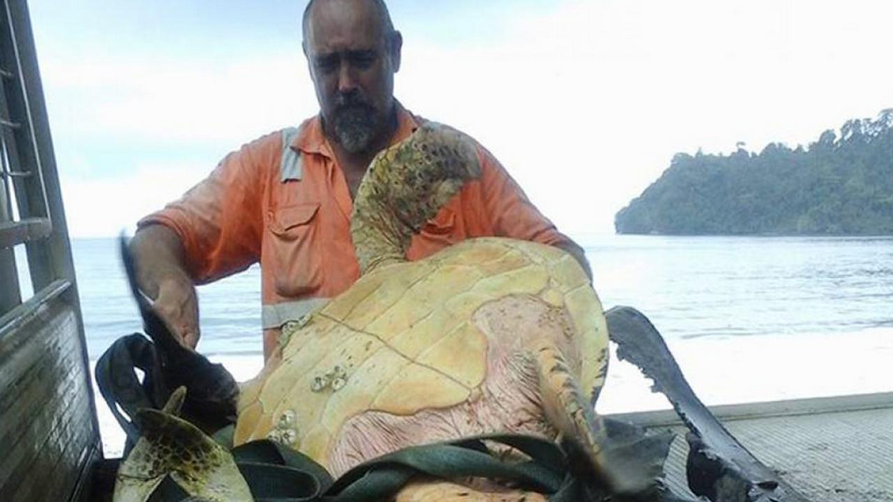 Мъж купува костенурки от пазара и ги пуска обратно в морето