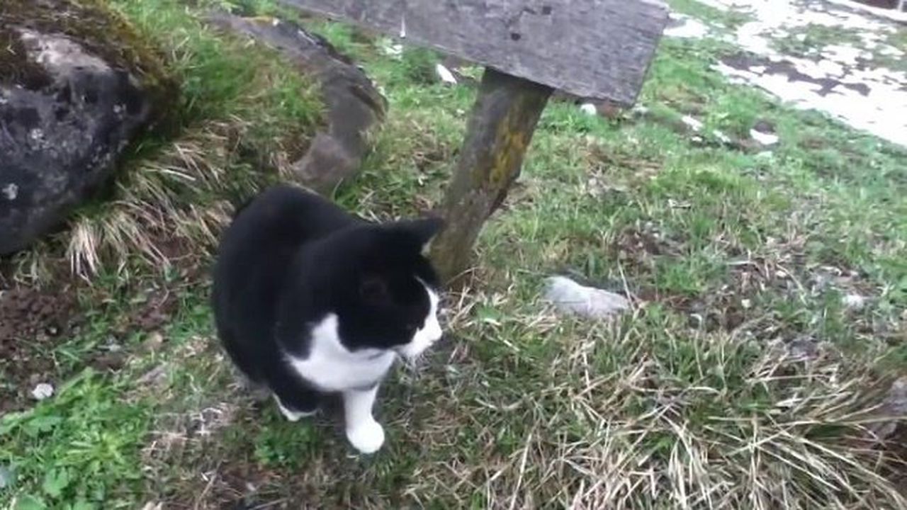 Котка спаси турист в планината (видео)