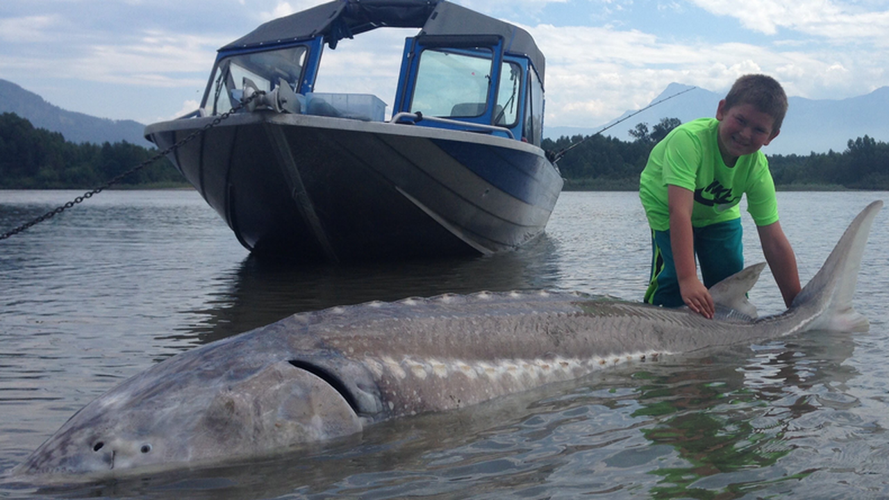 Момче на 9 г. улови 300-килограмова есетра (видео)