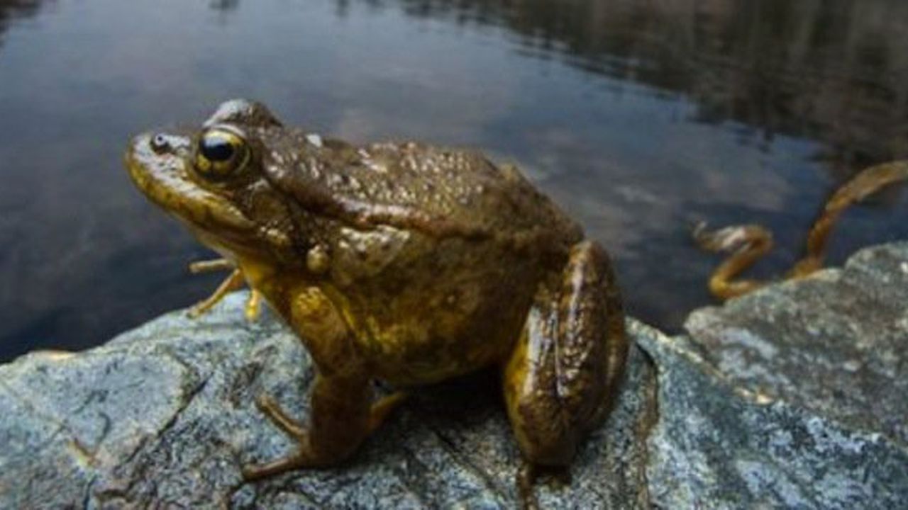Популациите на жабите по света са застрашени