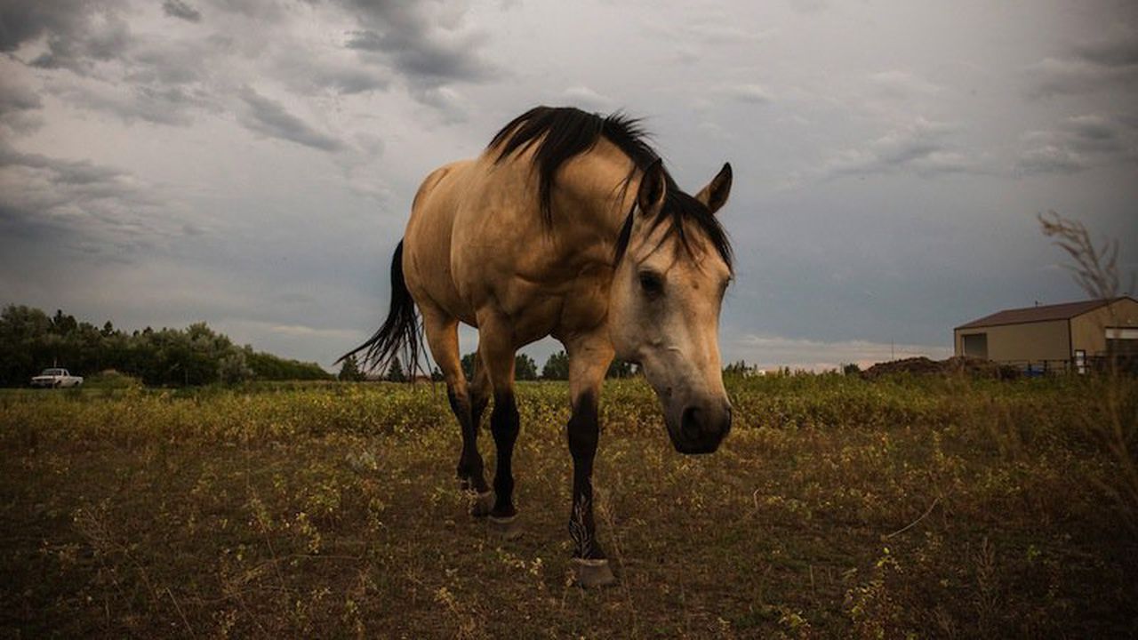 Пожарникари извадиха кон от шахта