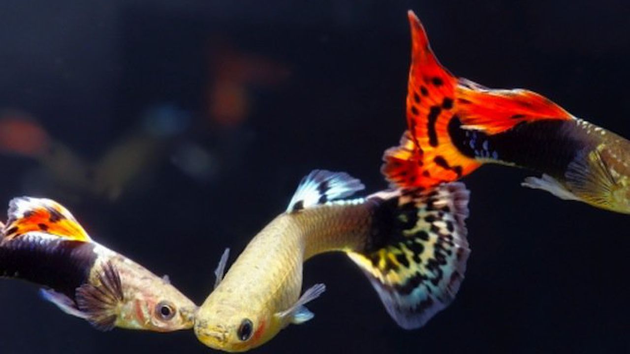 Женските риби се научават да плуват по-бързо, за да се спасят от похотливи ухажори