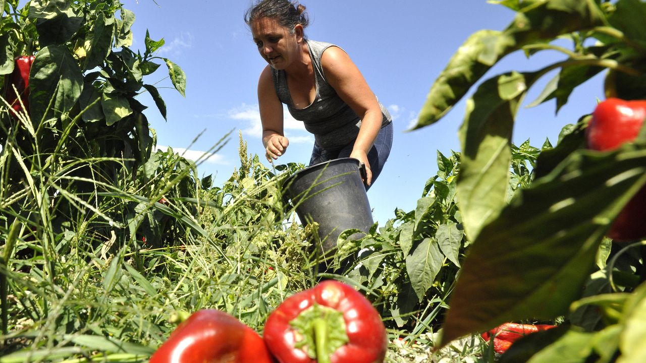 Румънска продукция подбивала цената на родните чушки (снимки)