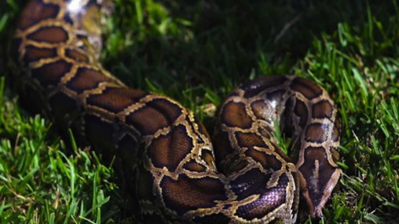 Извадиха змия от къща