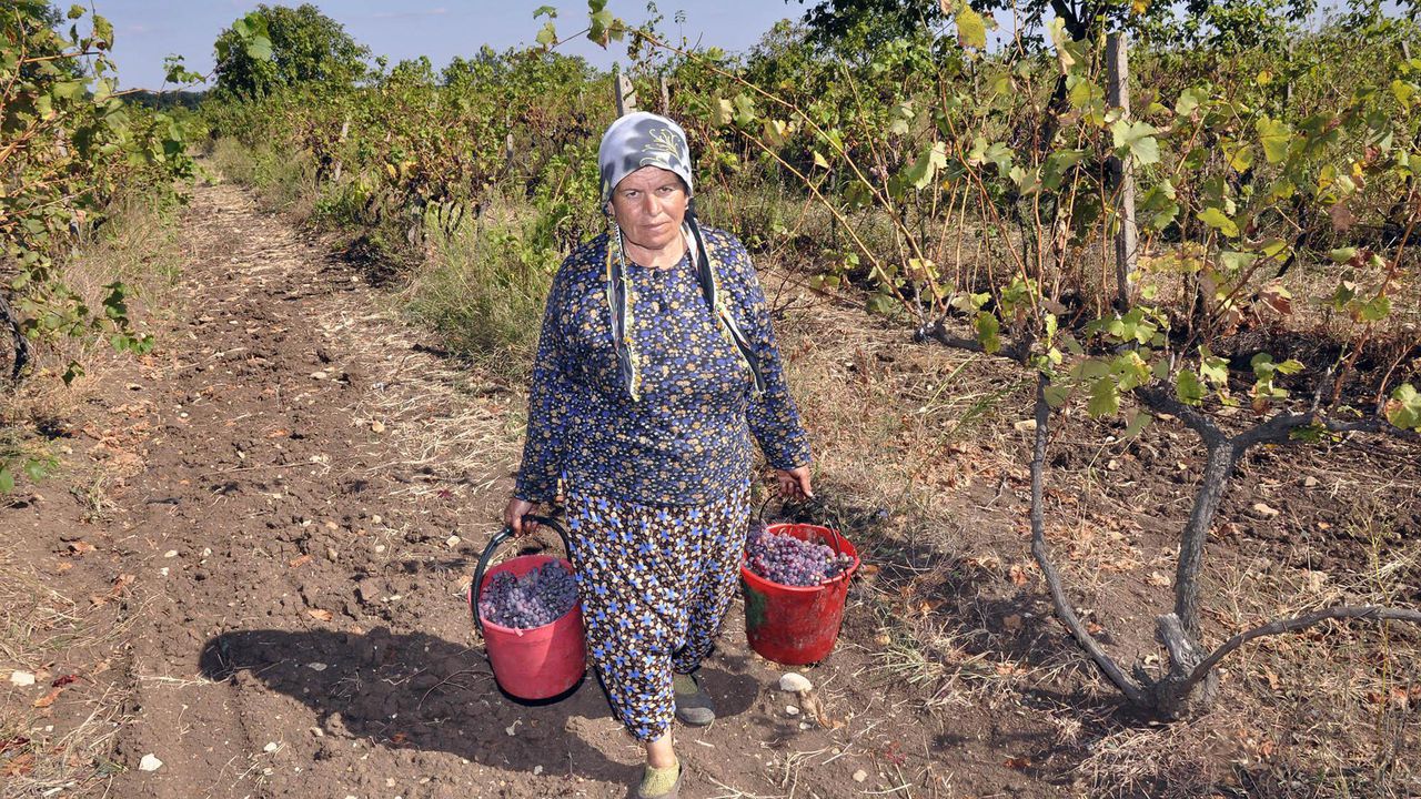 По-високи добиви при винените сортове отчитат лозарите в Търговищко